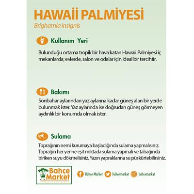 Hawaii Palmiyesi