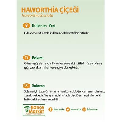 Haworthia Çiçeği - Zebra Kaktüsü 5,5Ø 10-15 Cm