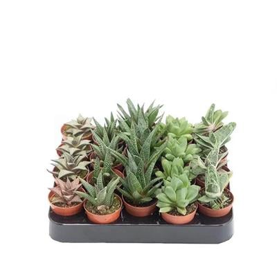 Haworthia Çiçeği - Zebra Kaktüsü 5,5Ø 10-15 Cm