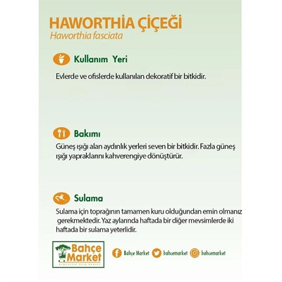 Hawortia Çiçeği - Zebra Kaktüsü 10-20 Cm