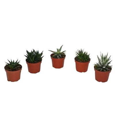Hawortia Çiçeği - Zebra Kaktüsü 10-20 Cm