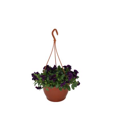 Hercai Menekşe Çiçeği Askılı