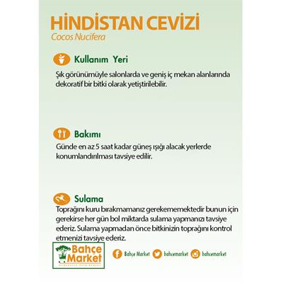 Hindistan Cevizi 130-150 Cm