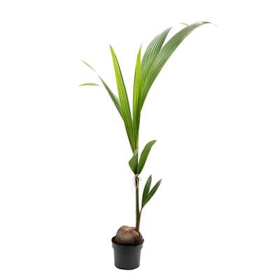 Hindistan Cevizi 130-150 Cm