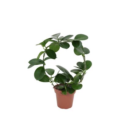 Hoya Australis Bitkisi 40-50 Cm