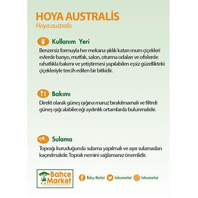 Hoya Australis Bitkisi 40-50 Cm