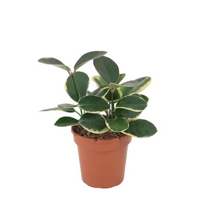 Hoya Australis Bitkisi Yeşil