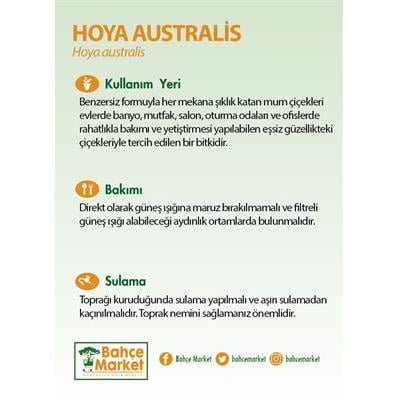 Hoya Australis Bitkisi Yeşil