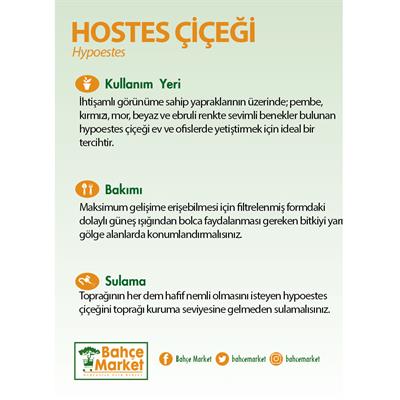 Hypoestes Çiçeği (Hostes Çiçeği) 5 -10 Cm