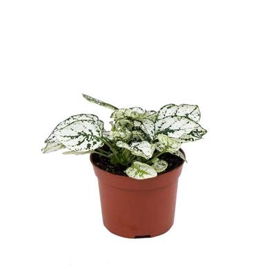 Hypoestes Çiçeği (Hostes Çiçeği) 5 -10 Cm