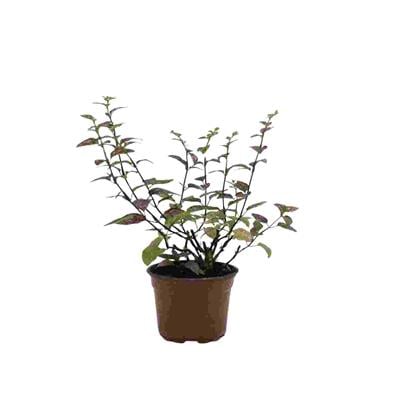 Hypoestes Çiçeği (Hostes Çiçeği) 5 -10 Cm