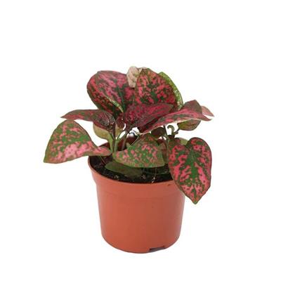 Hypoestes Çiçeği (Hostes Çiçeği) 5 -10 Cm