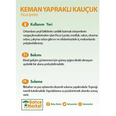 İkili Ficus Lyrata 100 - 125 Cm