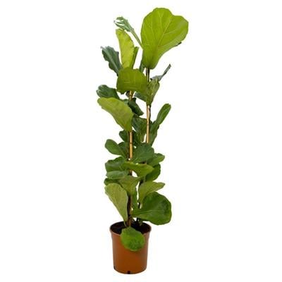 İkili Ficus Lyrata 100 - 125 Cm