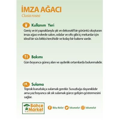 İmza Ağacı Yeşil