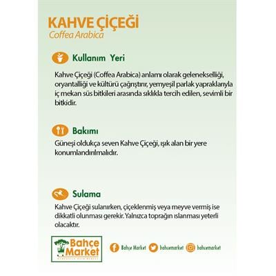 Kahve Çiçeği Bardaklı Yeşil