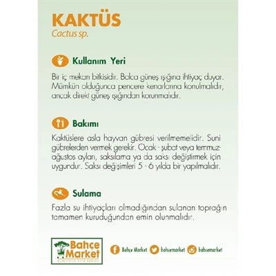 Kaktüs 10-20 Cm