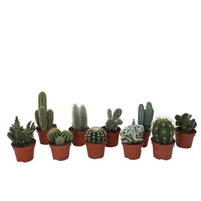 Kaktüs 10-20 Cm Yeşil