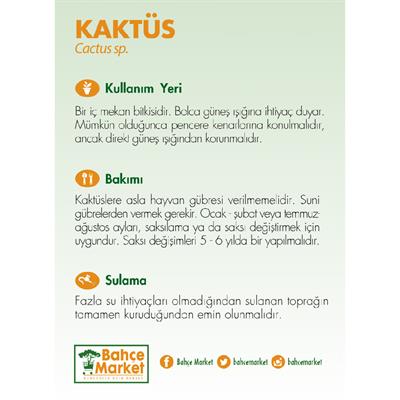 Kaktüs 10-20 Cm Yeşil
