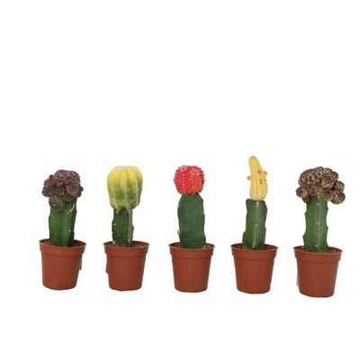 Kaktüs 5-10 Cm Yeşil