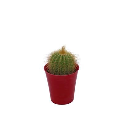 Kaktüs 5-10 Cm Yeşil