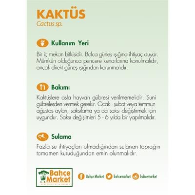 Kaktüs 5-10 Cm Yeşil