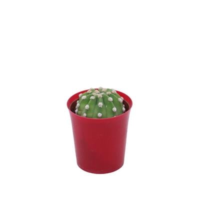 Kaktüs 8,5 Cm Yeşil