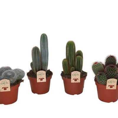 Kaktüs Gemengd 10 -20 Cm Yeşil