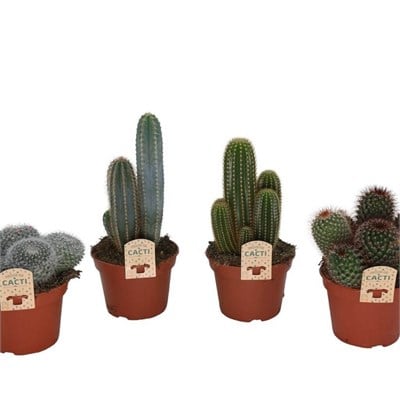 Kaktüs Gemengd 10 -20 Cm Yeşil