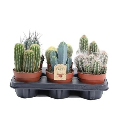 Kaktüs Gemengd Çap 12 Cm - Boy 10 - 20 Cm Yeşil