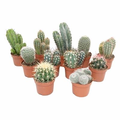 Kaktüs Mix 20-30 Cm