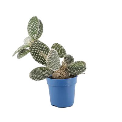 Kaktüs Opuntia - Hint İnciri Yeşil