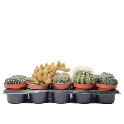 Kaktüsler - Boy 20-40 Cm Yeşil