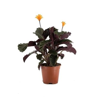 Kaladya Crocata Bitkisi 30 - 50 Cm Yeşil