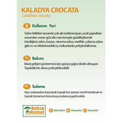 Kaladya Crocata Bitkisi 30 - 50 Cm Yeşil