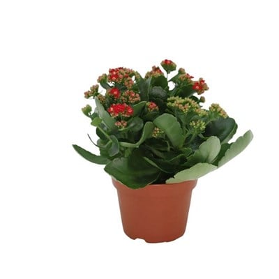 Kalanchoe 20-30 Cm