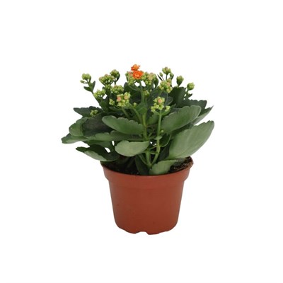 Kalanchoe 20-30 Cm