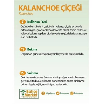 Kalanchoe 20-30 Cm