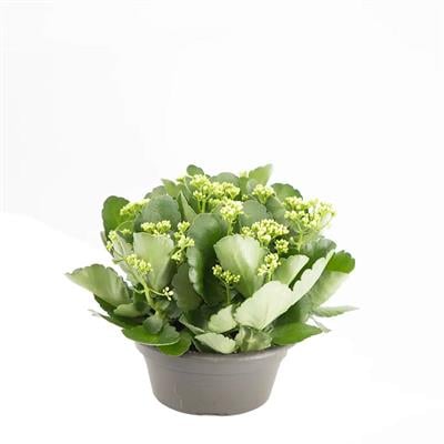 Kalanchoe - Kalanşo Çiçeği 20 - 30 Cm