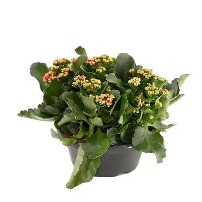 Kalanchoe - Kalanşo Çiçeği 20 - 30 Cm