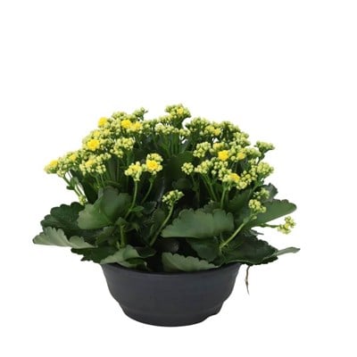 Kalanchoe - Kalanşo Çiçeği 20 - 30 Cm