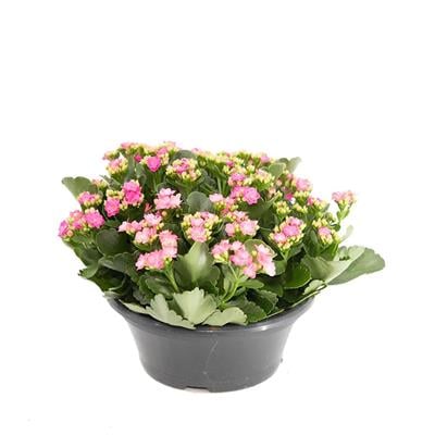 Kalanchoe - Kalanşo Çiçeği 20 - 30 Cm