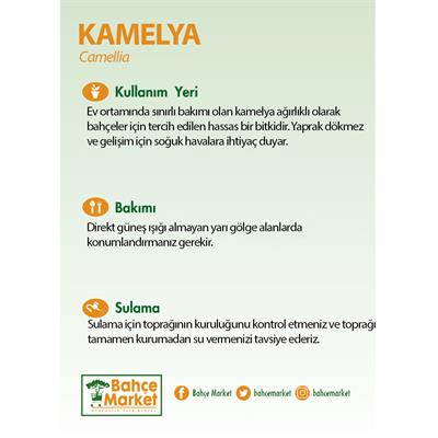 Kamelya 60-80 Cm