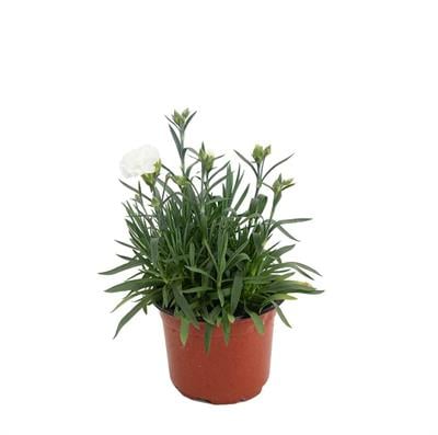 Karanfil Çiçeği - Çap 12 Cm - Boy 10-20 Cm