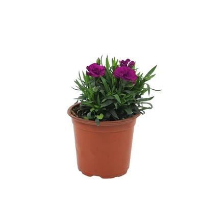 Karanfil Çiçeği - Çap 12 Cm - Boy 10-20 Cm