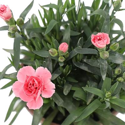 Karanfil Çiçeği - Çap 12 Cm - Boy 10-20 Cm