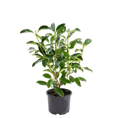 Kartopu Bitkisi (Lucidum) 40-60 Cm