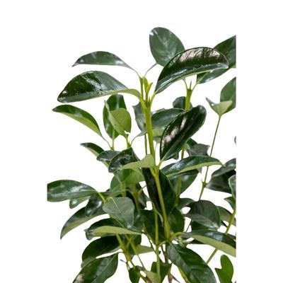 Kartopu Bitkisi (Lucidum) 40-60 Cm