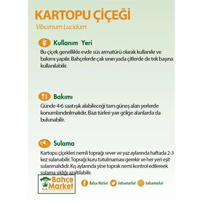 Kartopu Bitkisi (Lucidum) 40-60 Cm