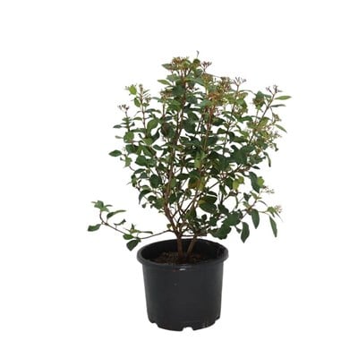 Kartopu Bitkisi (Tinus)